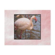 Flamingo postcards