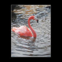 Flamingo postcards