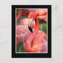 Flamingo Postcard postcard
