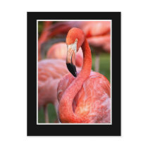 Flamingo Postcard