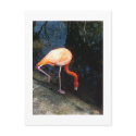 flamingo postcards