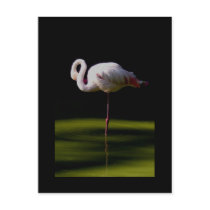 flamingo postcards