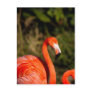 Flamingo Postcard