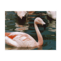 Flamingo postcards by quetzal323 Flamingo postcards