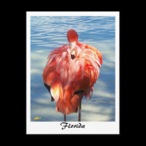 Flamingo postcards