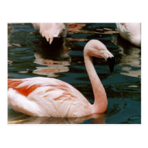 Flamingo Postcard