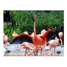 Flamingo Postcard
