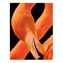 Flamingo Postcard