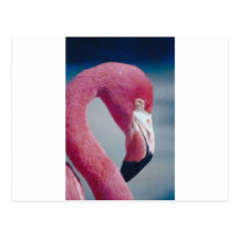 Flamingo Postcard