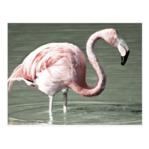 Flamingo Postcard