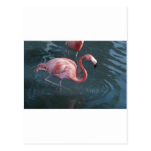 Flamingo Postcards