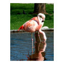 Flamingo posters