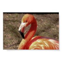 Flamingo posters