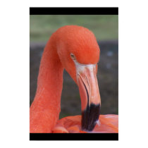 Flamingo posters