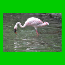 Flamingo posters