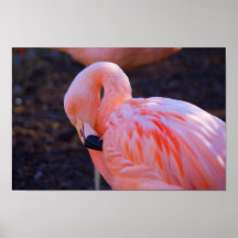 Flamingo Poster