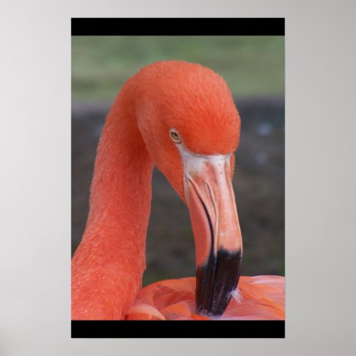 Flamingo Print