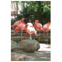 flamingo t-shirts