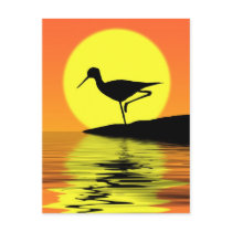 Flamingo Sunset Postcard postcards