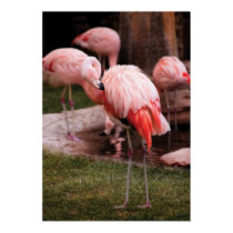 Flamingo - The Flamingo posters