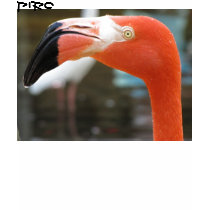 Flamingo Tshirts
