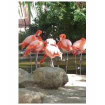 flamingo t-shirts by kaljal flamingo t-shirts
