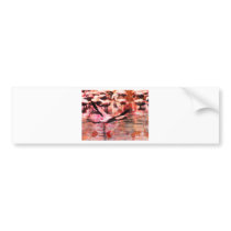 Flamingo Wisdom Bumper Stickers