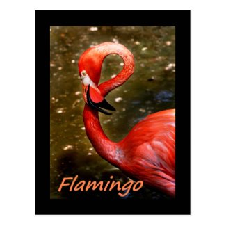 Flamingo with "flamingo" pink text post card