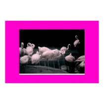 Flamingo X posters