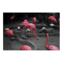 Flamingos 1 posters