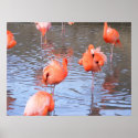 Flamingos 1 posters