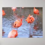 Flamingos 1 print