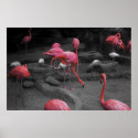 Flamingos 1 posters