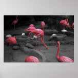 Flamingos 1 poster