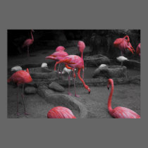 Flamingos 1 posters