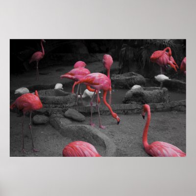 Flamingos 1 poster by Dynomoose