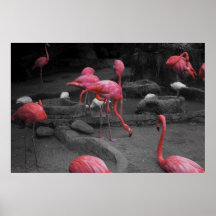 Flamingos 1 poster