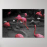 Flamingos 1 poster