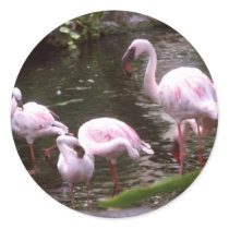 flamingos 1 stickers