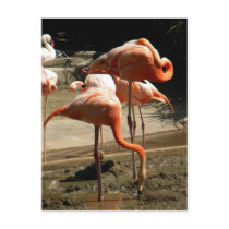 Flamingos 2 postcards