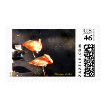 Flamingos at Rest - Postage