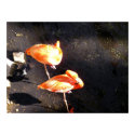 Flamingos at Rest - Poster posters by Rice888 Flamingos at Rest - Poster posters
