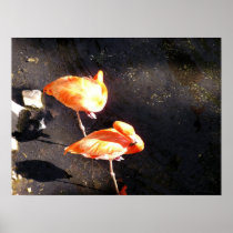 Flamingos at Rest - Poster