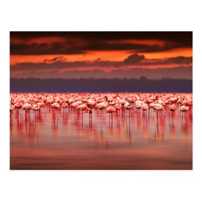 Flamingos at Sunset Post Cards