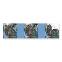 Flamingos Bumper Stickers