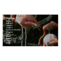Flamingos Business Card Templates