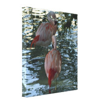 Flamingos Canvas Prints