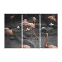 Flamingos! canvas prints