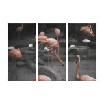 Flamingos!