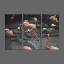 Flamingos! canvas prints